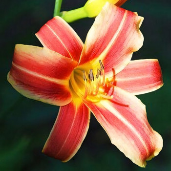 Саженцы Лилейник Ribbonette (Риббонет)