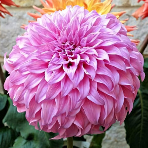 Саженцы Георгина макси Vassiо Meggos (Вассио Меггос)