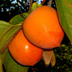 Саженцы Хурма Помидорная