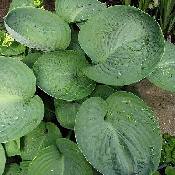 Саженцы Хоста Sea Lotus Leaf (Си Лотус Лив) М