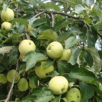 Саженцы Яблоня Антоновка