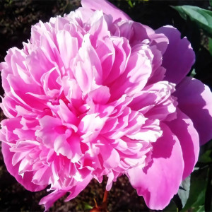 Саженцы Пион Вarbara (Барбара)