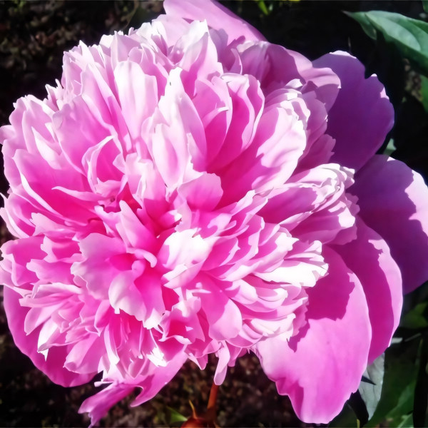 Саженцы Пион Вarbara (Барбара)