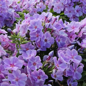 Саженцы Флокс Younique Mauve (Юник Моув)