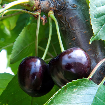 Саженцы Черешня Черная Сладость