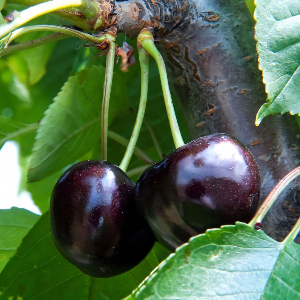 Саженцы Черешня Черная Сладость