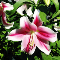 Луковицы  Лилия LOO гибрид Dreamweaver (Дримуивер) (3шт.)