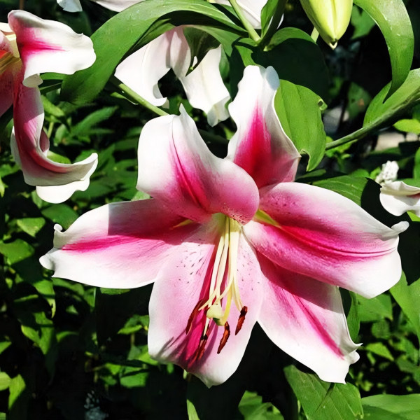 Луковицы  Лилия LOO гибрид Dreamweaver (Дримуивер) (3шт.)