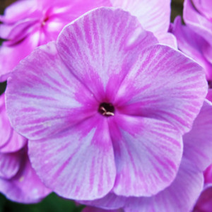 Саженцы Флокс Sedaya dama (Седая дама)