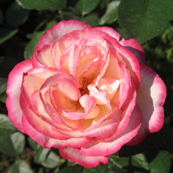 Саженцы Роза чайно-гибридная Максим