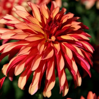 Саженцы Георгина гэллери Art Deco