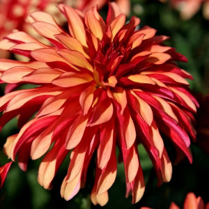 Саженцы Георгина гэллери Art Deco