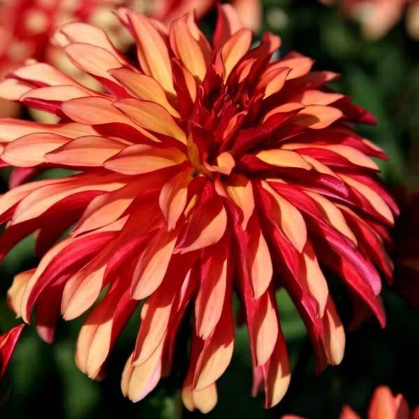 Саженцы Георгина гэллери Art Deco