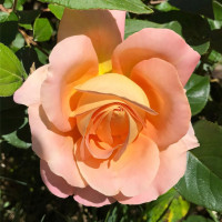 Саженцы Роза чайно-гибридная Алпине Сансет