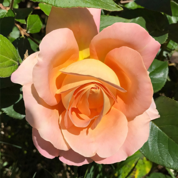 Саженцы Роза чайно-гибридная Алпине Сансет