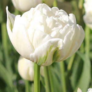 Тюльпан махровый Ап Вайт (в упаковке - 3шт.)