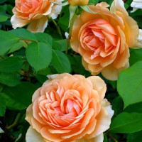 Саженцы Роза английская Пегас