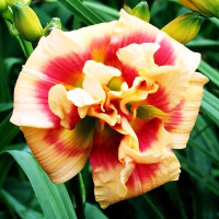 Саженцы Лилейник Forty Second Street (Фоти Секонд Стрит)