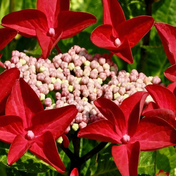 Саженец Гортензия крупнолистовая Rotschwanz (Ротшватц)