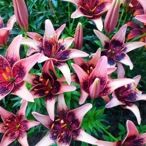  Лилия азиатская Whistler (Уистлер)