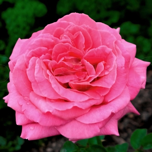 Саженцы Роза чайно-гибридная Шакира