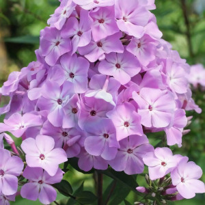 Саженцы Флокс Всемил