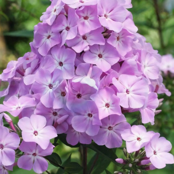 Саженцы Флокс Всемил