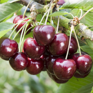 Саженцы Черешня Памяти Чернышевского