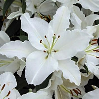 Луковицы  Лилия восточная White Romance (Уайт Романс) (3шт.)