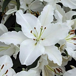  Лилия восточная White Romance (Уайт Романс)