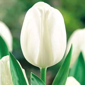 Тюльпан Уайт Принц (в упаковке - 3шт.)