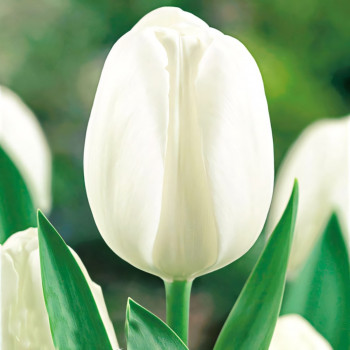 Тюльпан Уайт Принц (в упаковке - 3шт.)