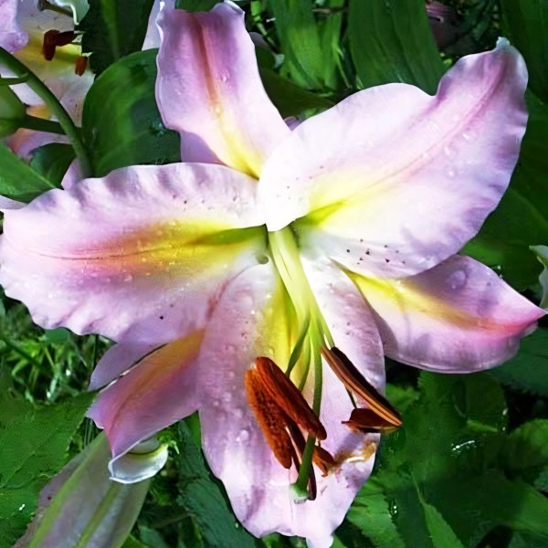 Луковицы  Лилия восточная Color Essence (Колор Эссенс) (3шт.)