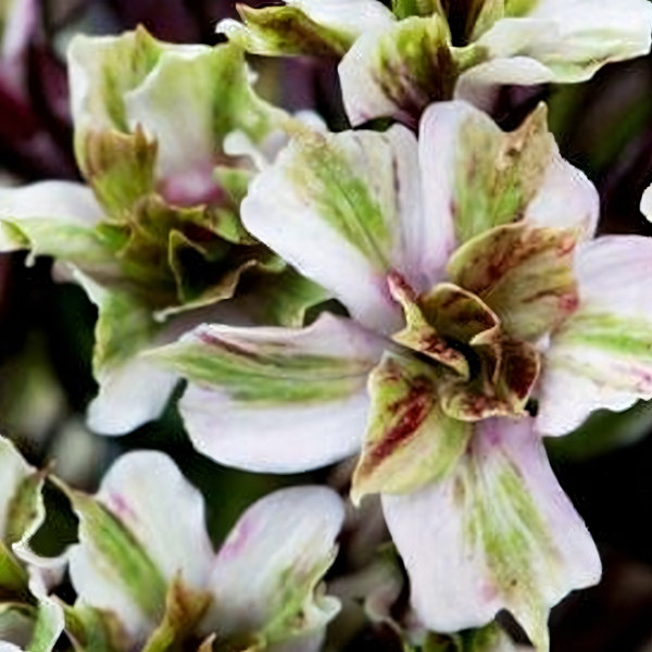 Саженцы Флокс Пьюэ Фелингс (Pure Feelings)