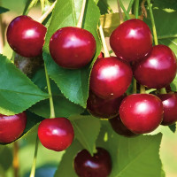 Саженцы Вишня Владимирская