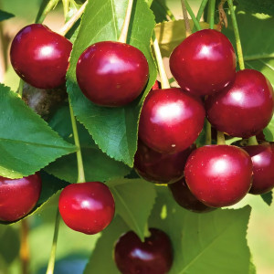 Саженцы Вишня Владимирская