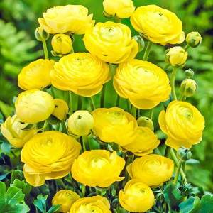 Ранункулюс (лютик) Йеллоу