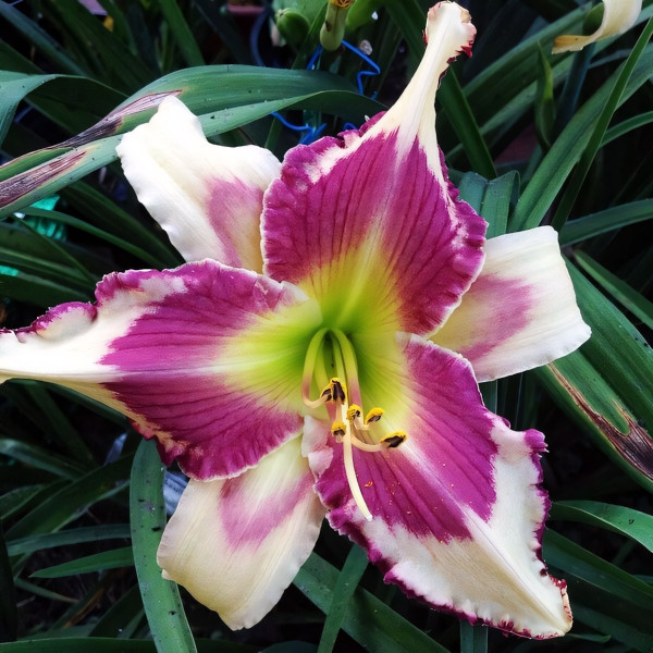 Саженцы Лилейник Raspberry Griffin (Распберри Гриффин)