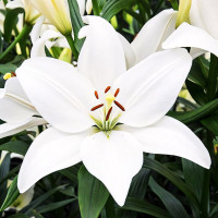 Луковицы  Лилия ЛА гибрид Bright Diamond (Брайт Диамонд) (3шт.)