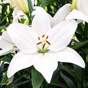  Лилия ЛА гибрид Bright Diamond (Брайт Диамонд)