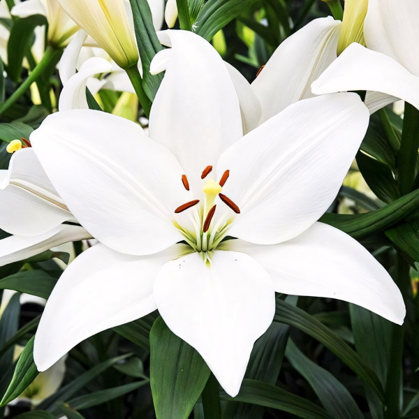 Луковицы  Лилия ЛА гибрид Bright Diamond (Брайт Диамонд) (3шт.)