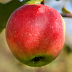 Саженцы Яблоня Услада