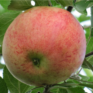 Саженцы Яблоня Салют