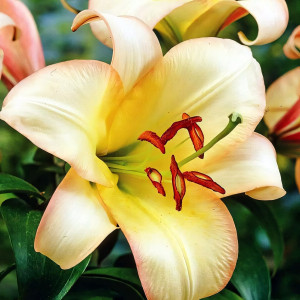  Лилия ОТ гибрид Boogie Voogie (Буги Вуги)