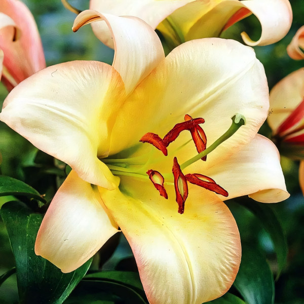 Луковицы Саженцы Лилия ОТ гибрид Boogie Voogie (Буги Вуги) (3шт.)