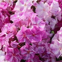 Саженцы Флокс Freckle Pink Shades (Фрекл Пинк Шейдс)