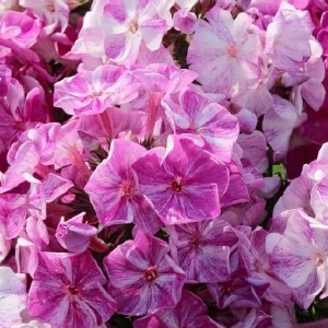 Саженцы Флокс Freckle Pink Shades (Фрекл Пинк Шейдс)