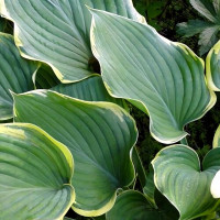 Саженцы Хоста Sagae (Сагае) XL