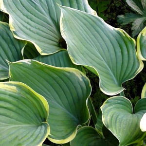 Саженцы Хоста Sagae (Сагае) XL