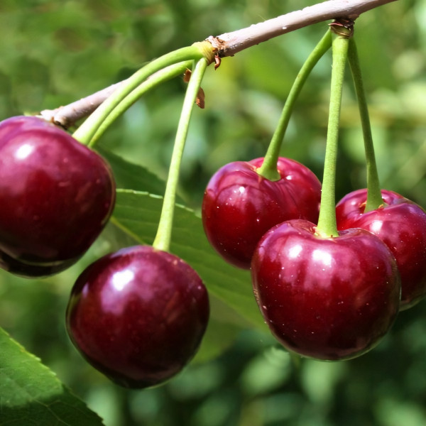 Саженцы Вишня Жуковская